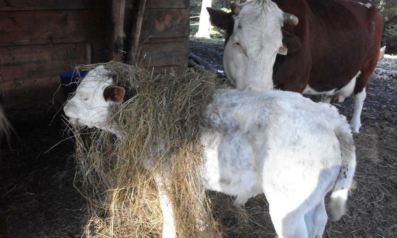 Brugolta Alojamento de Turismo Rural *